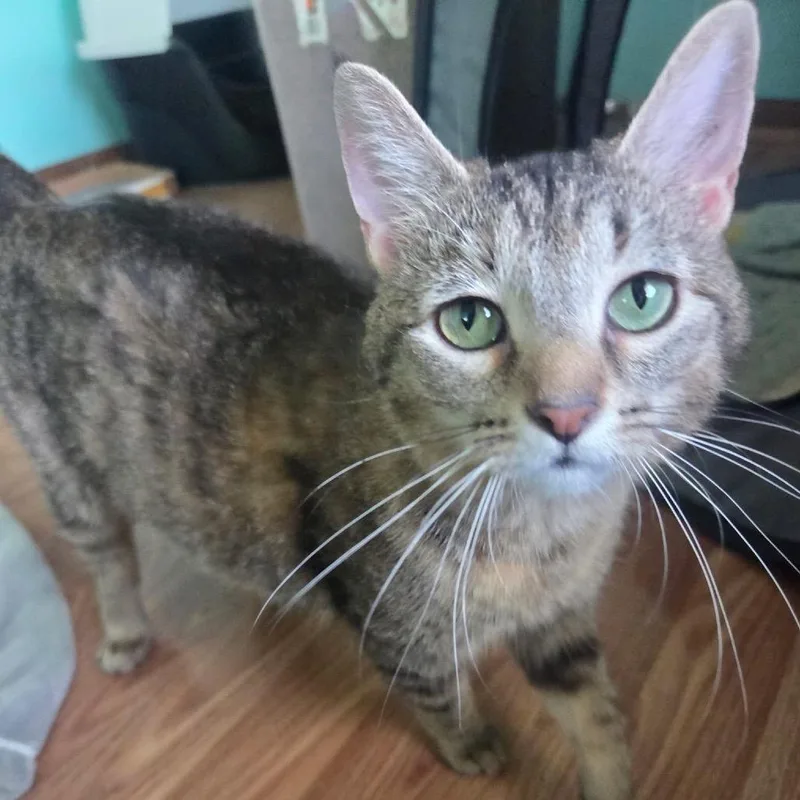 An adult small-sized female Brown / Chocolate Domestic Short Hair cat named Lexa for adoption in Troy, IL