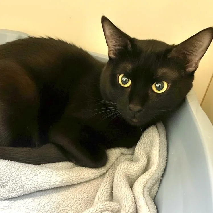 A young medium-sized male Black Domestic Short Hair cat named Fortune for adoption in Elyria, OH