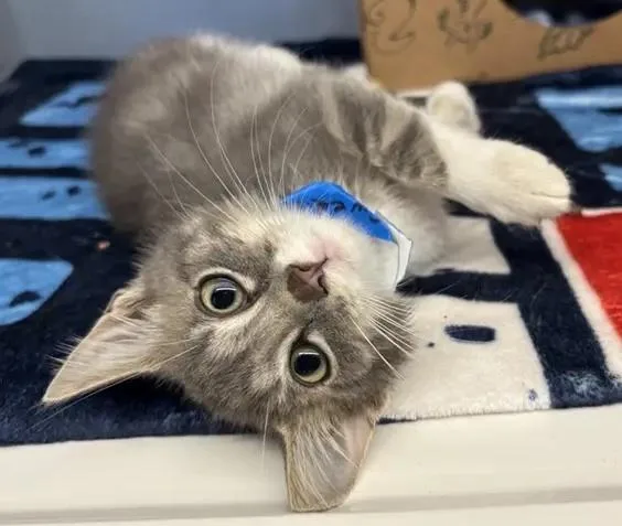 A baby small-sized male Domestic Short Hair cat named Swedish Chef for adoption in Saint Louis, MO