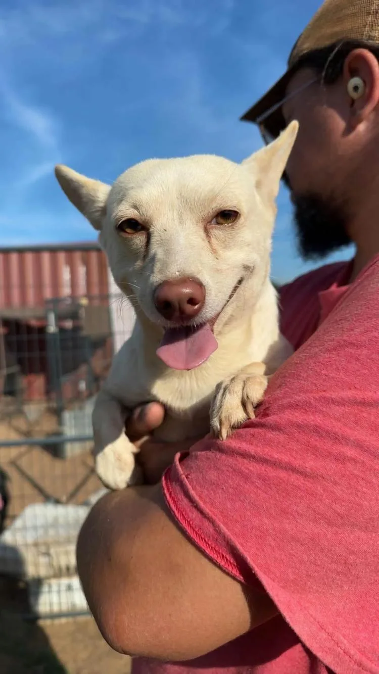 An adult small-sized female Chihuahua dog named Kiwi for adoption in Paradise, TX