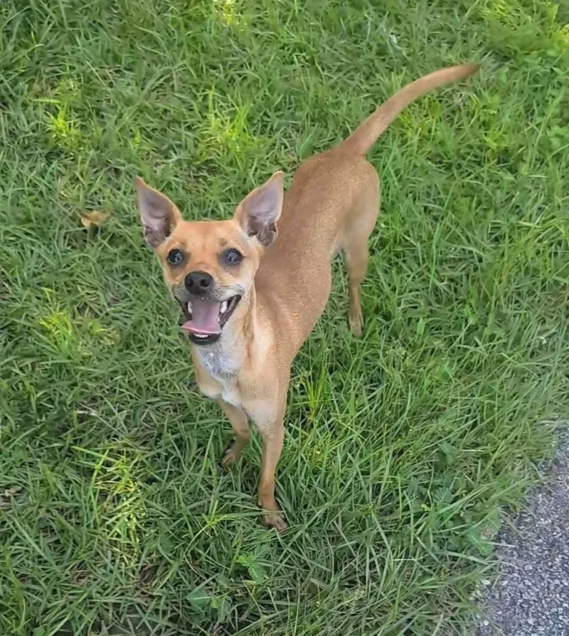 A young medium-sized female Golden Chihuahua dog named Alina for adoption in Marion, MS