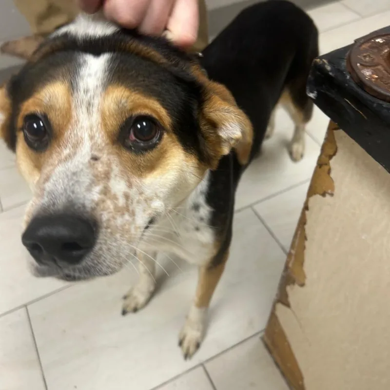 An adult medium-sized male Black Mixed Breed dog named Flip for adoption in Lufkin, TX