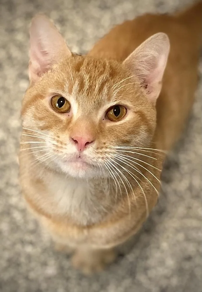 An adult medium-sized male Orange & White Domestic Short Hair cat named Wilder for adoption in Duxbury, MA