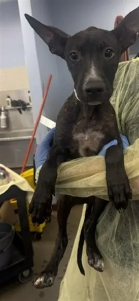 A young large-sized male Pit Bull Terrier dog named Hulk for adoption in Phoenix, AZ