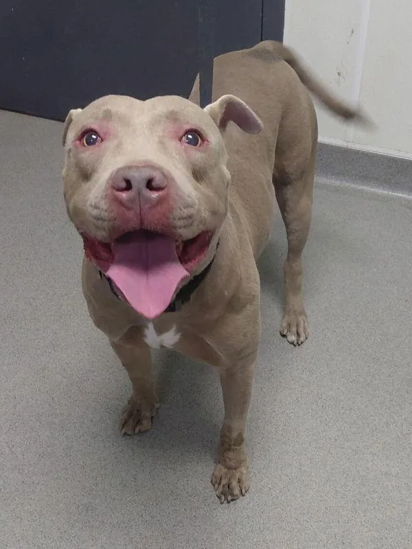 An adult large-sized male American Staffordshire Terrier dog named Kirk for adoption in Tulare, CA