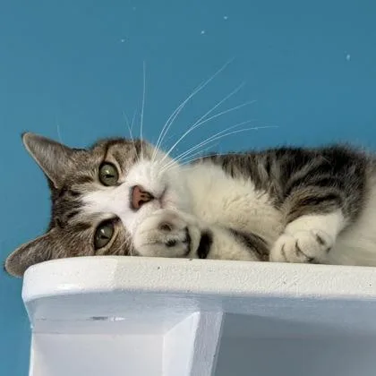 Coco Pawff thumbnail 2