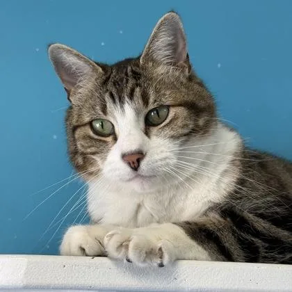 Coco Pawff thumbnail 3