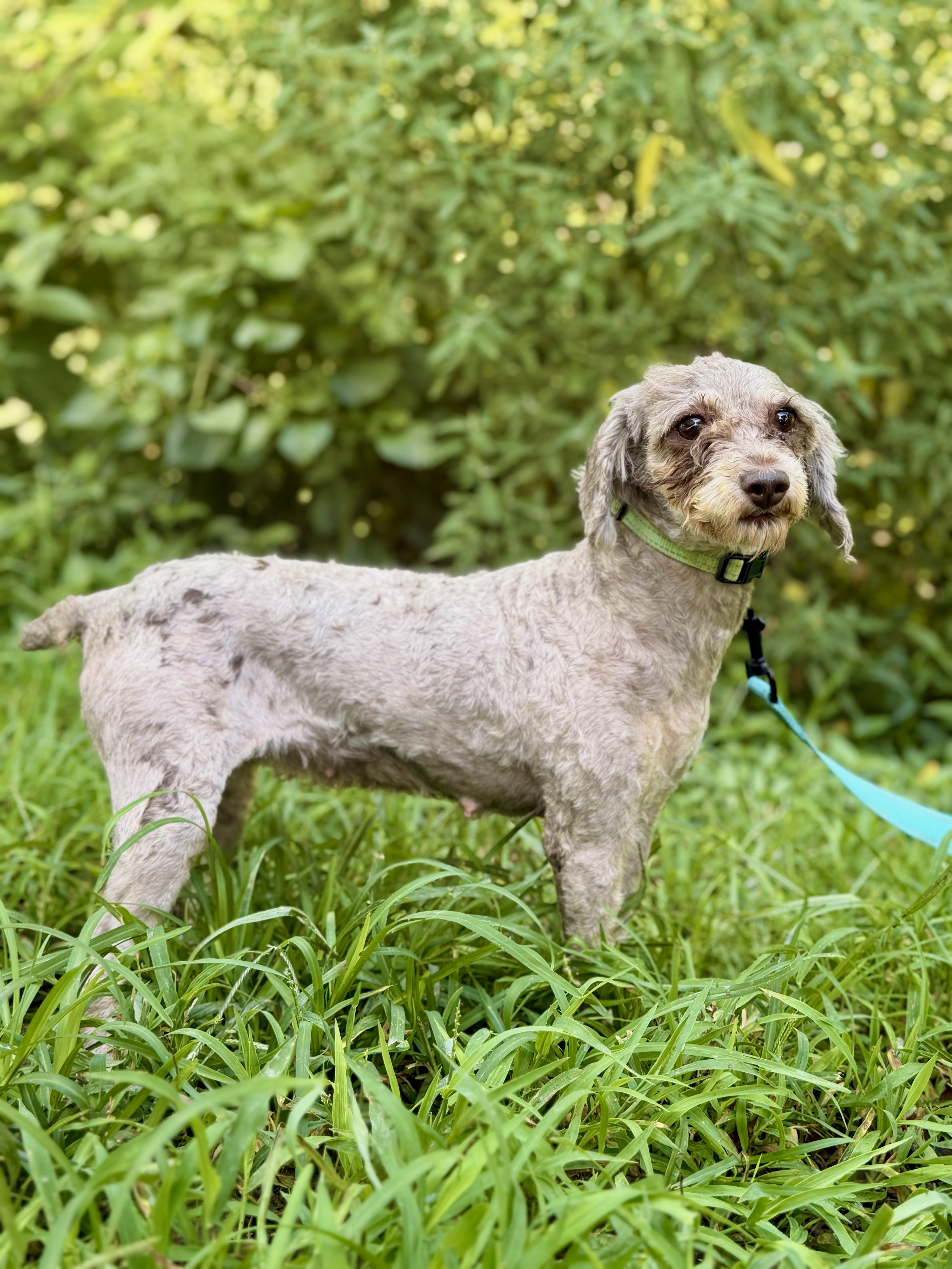 An adult small-sized female White / Cream Poodle dog named Madeline Transport for adoption in Gradyville, KY