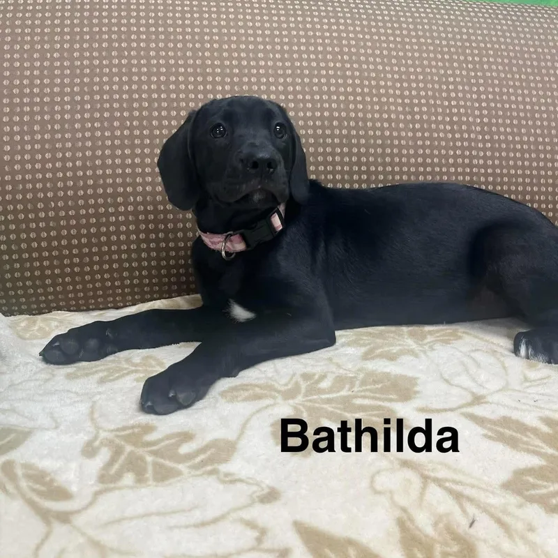 A baby medium-sized female Black Labrador Retriever dog named Bathilda for adoption in Blairstown, NJ