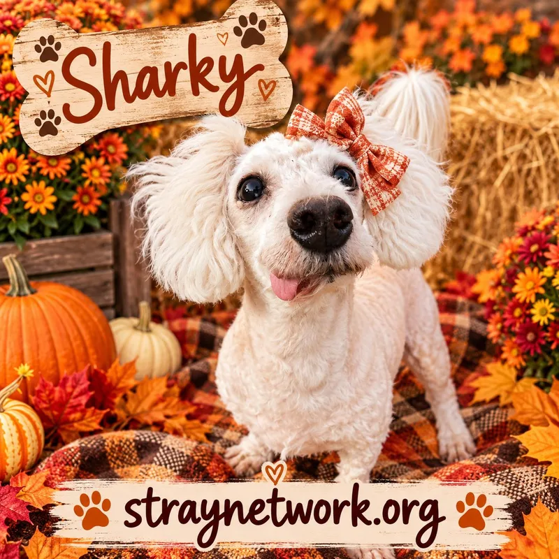 Sharky thumbnail 3