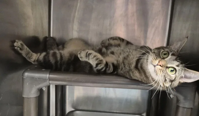 Chikwitin thumbnail 2