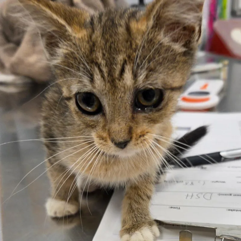 A baby small-sized female Gray / Blue / Silver Domestic Short Hair cat named Simone for adoption in Madisonville, TN