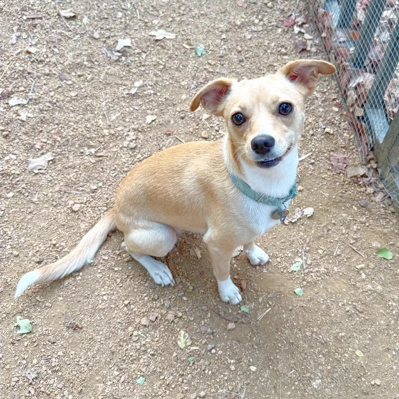 An adult small-sized female White / Cream Chihuahua dog named Juno for adoption in Flower Mound, TX