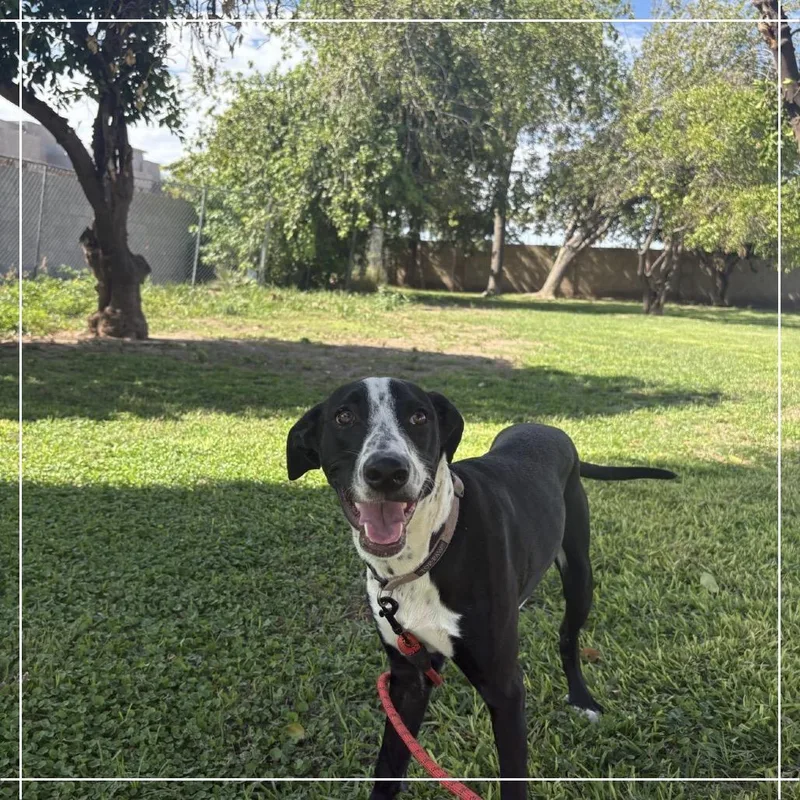A young medium-sized male Black German Shorthaired Pointer dog named Casper for adoption in Chandler, AZ