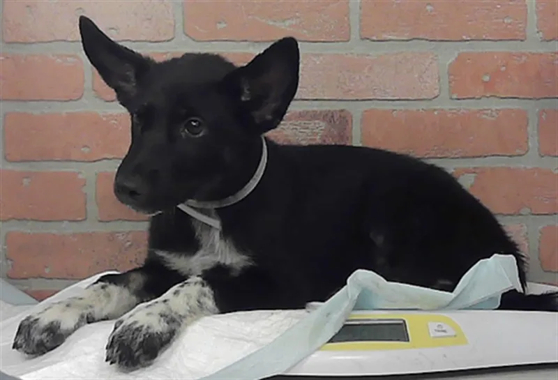 A baby medium-sized female Husky dog named Darla for adoption in Houston, TX