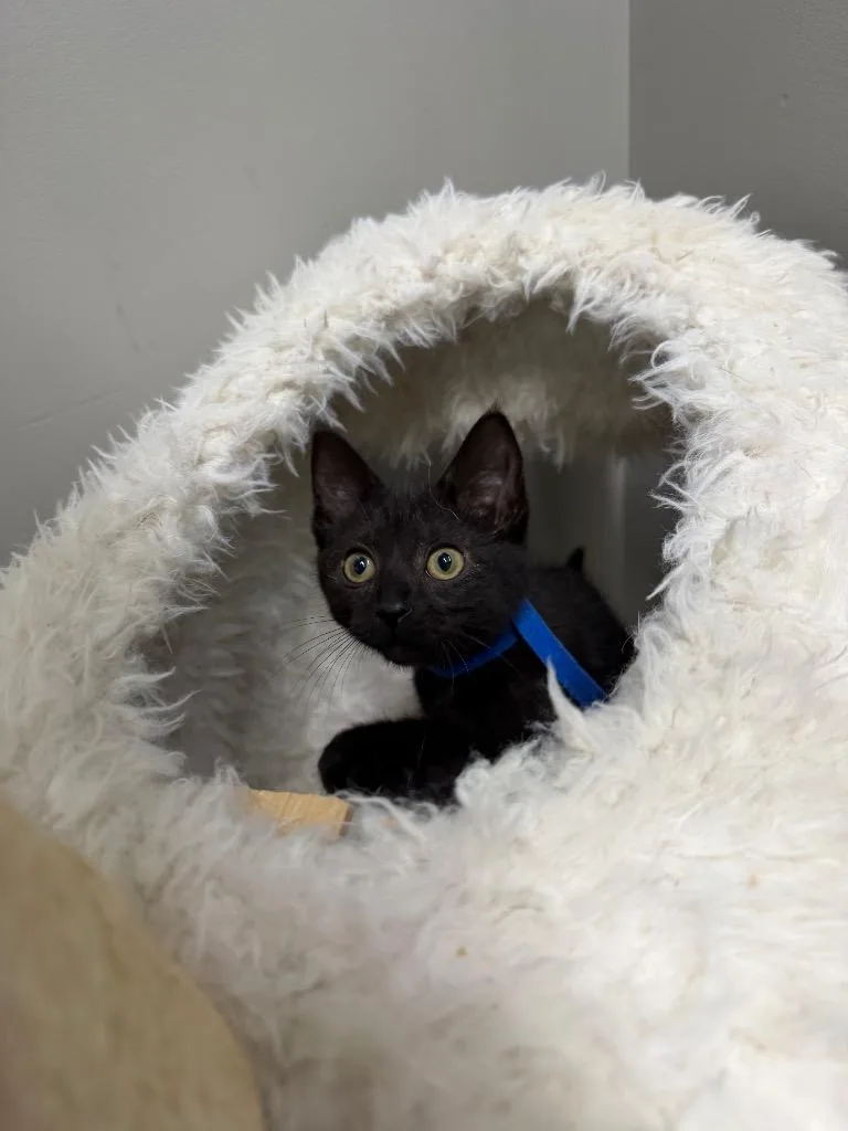 A baby small-sized female Domestic Short Hair cat named Kahlua for adoption in Pierceton, IN