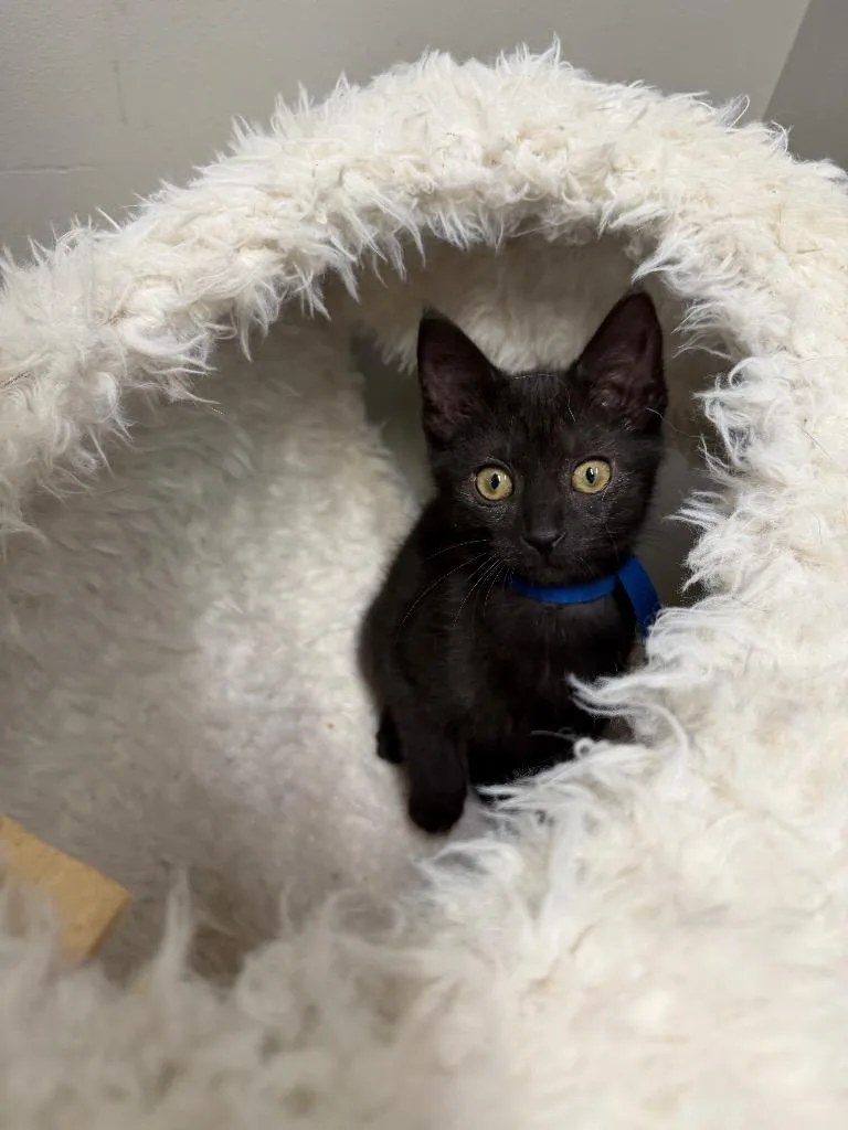 Kahlua thumbnail 2