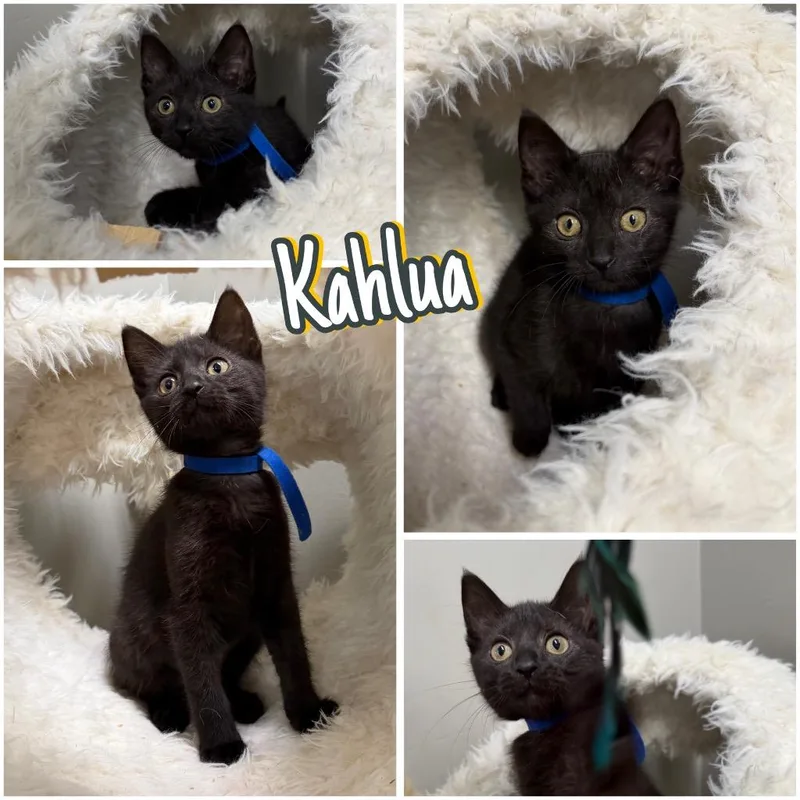 Kahlua thumbnail 6