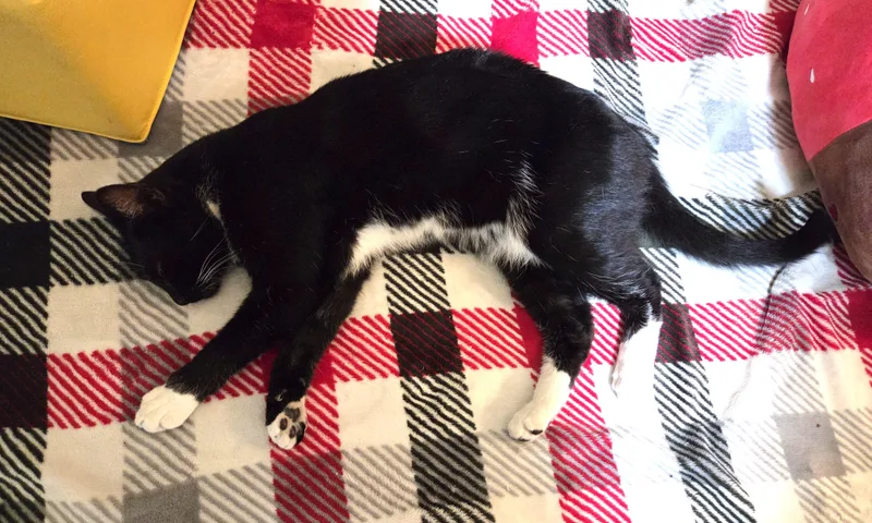 A young medium-sized male Tuxedo cat named Moonlight A Handsome for adoption in Prescott, AZ