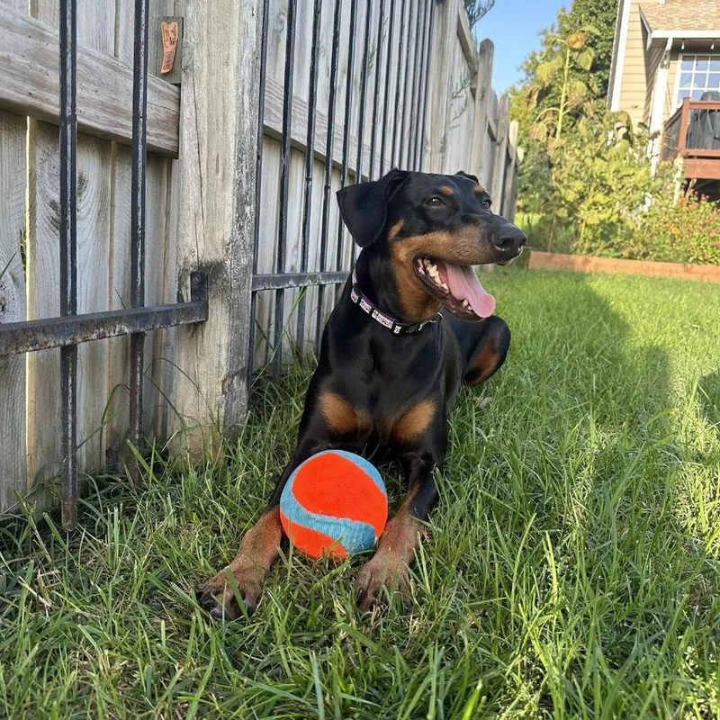 An adult large-sized female Black Doberman Pinscher dog named Daisy Mae for adoption in Wichita, KS