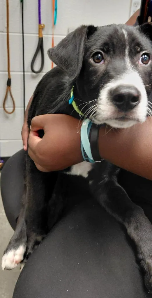 A baby small-sized male Mixed Breed dog named Baxter for adoption in Henderson, NC