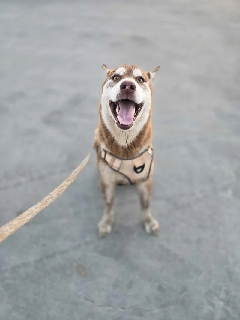 A young medium-sized male White / Cream Siberian Husky dog named Roscoe for adoption in San Rafael, CA