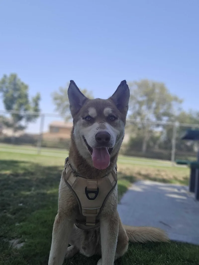 Roscoe thumbnail 2