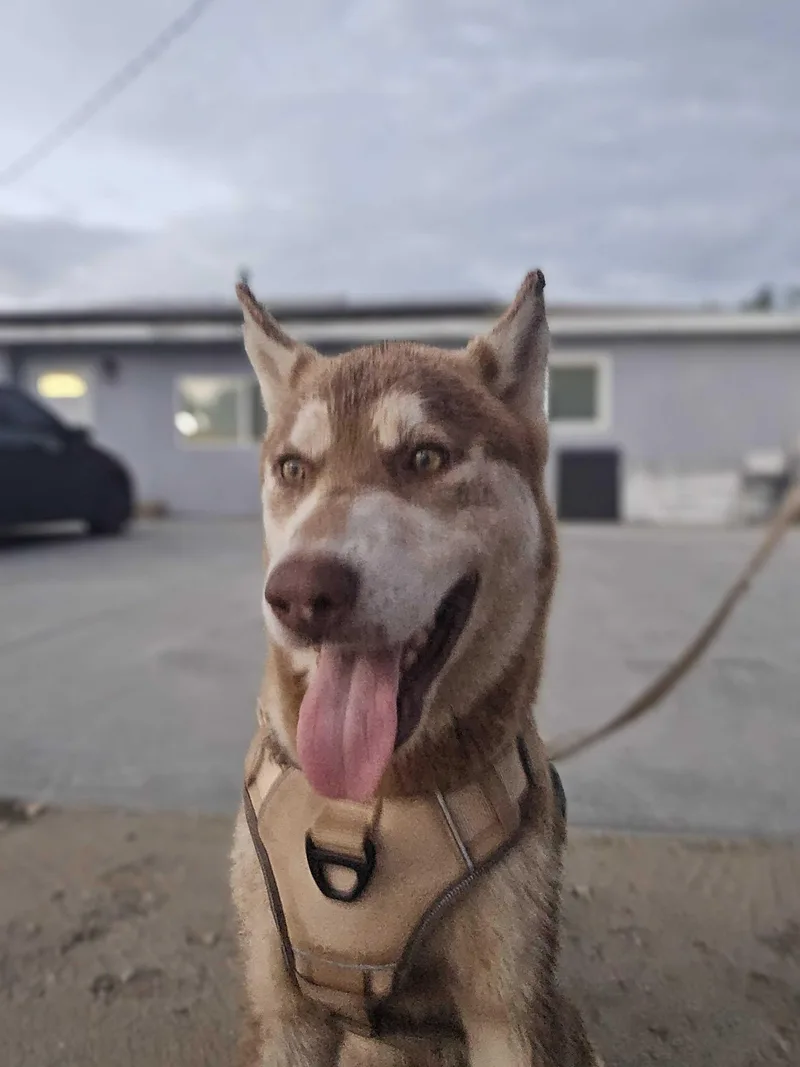 Roscoe thumbnail 5