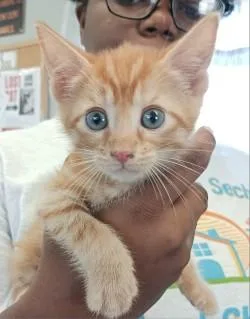 A baby medium-sized male Domestic Short Hair cat named Springer for adoption in West Memphis, AR
