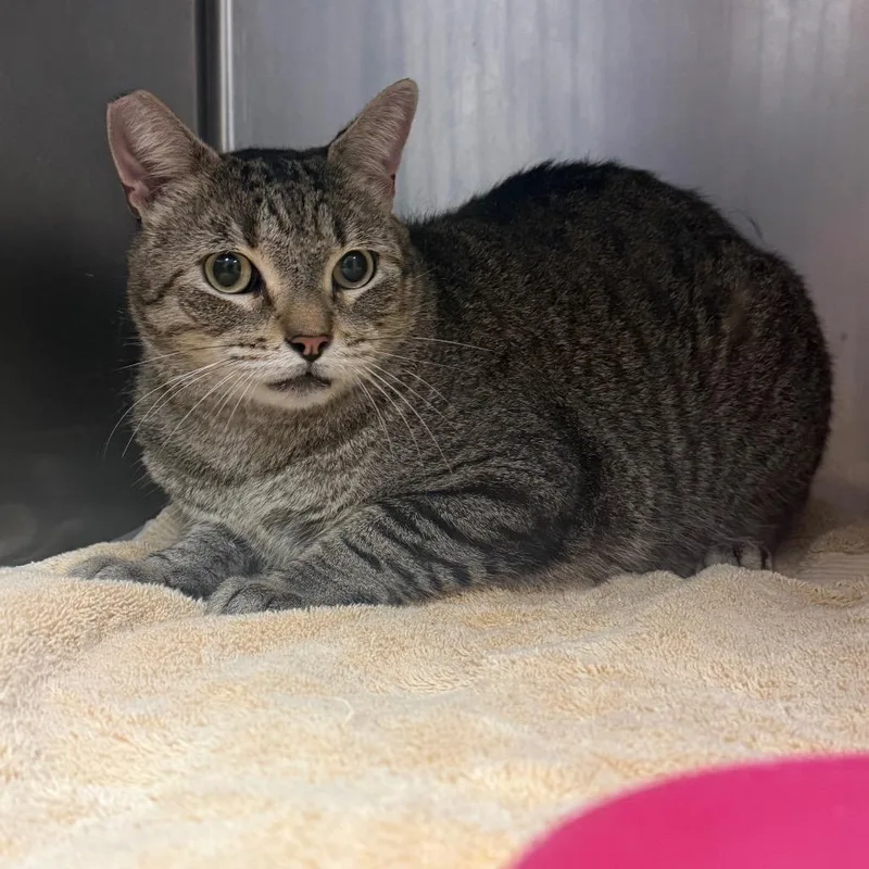 An adult large-sized male Brown / Chocolate Domestic Short Hair cat named Alaska for adoption in Bryan, TX
