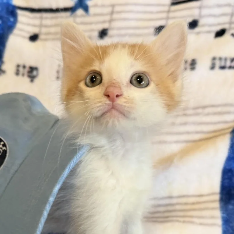 A baby small-sized male Orange / Red Domestic Medium Hair cat named Beau for adoption in Huntsville, AL