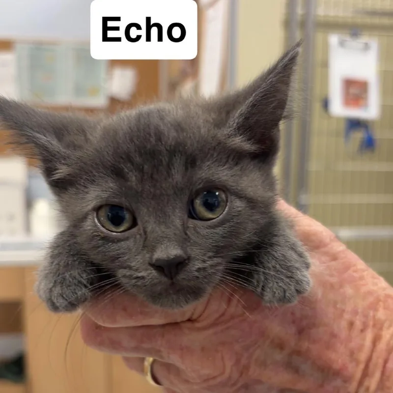 A baby small-sized female Gray / Blue / Silver Russian Blue cat named Echo for adoption in Madisonville, TN
