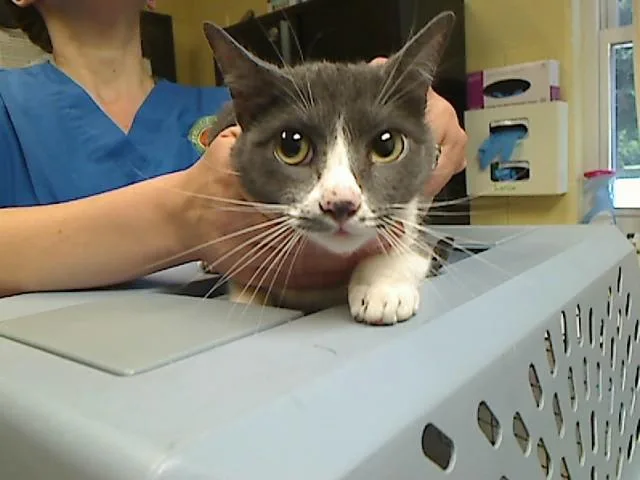 An adult medium-sized female Domestic Short Hair cat named Dewey for adoption in Cookeville, TN