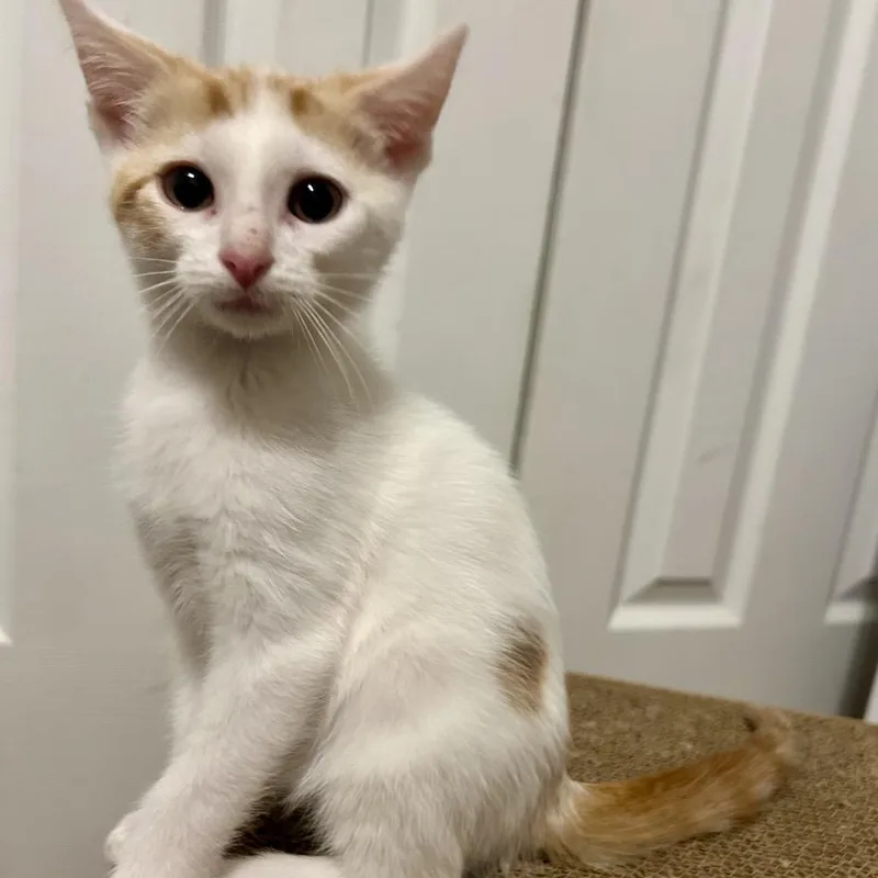 A baby small-sized male White Domestic Short Hair cat named Serrano for adoption in Evansville, IN