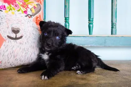A baby small-sized male Border Collie dog named Adobo for adoption in San Antonio, TX