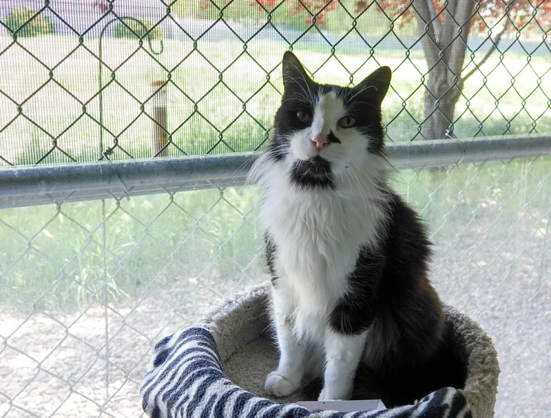An adult medium-sized male Domestic Long Hair cat named Pedro for adoption in Boise, ID
