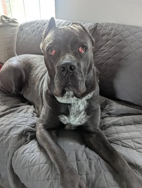 An adult medium-sized female Mixed Breed dog named Dobbins for adoption in Cincinnati, OH