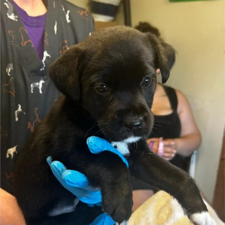 A baby small-sized female Black Mixed Breed dog named Marlie for adoption in Grand Rapids, MI