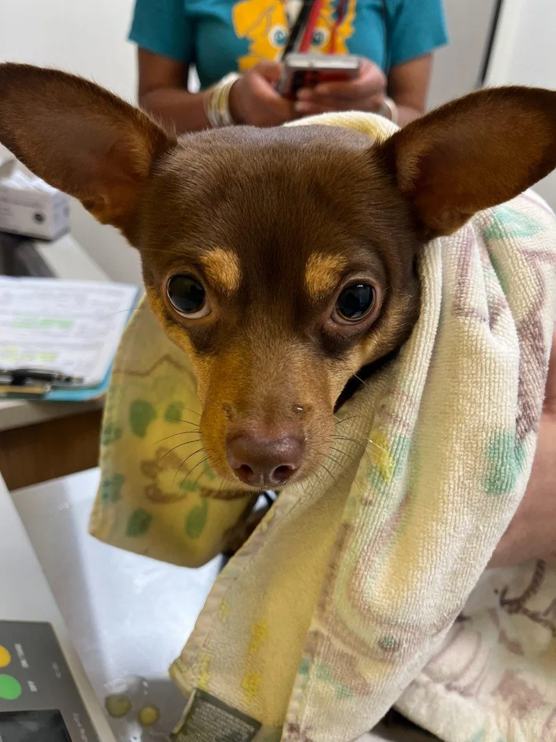 Coco