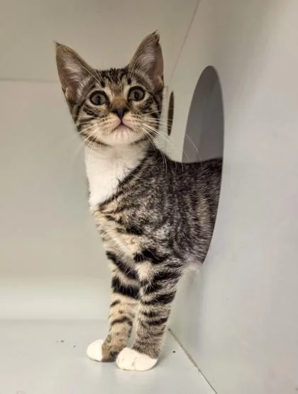 A baby small-sized male Domestic Short Hair cat named Ziggy for adoption in Fresno, CA