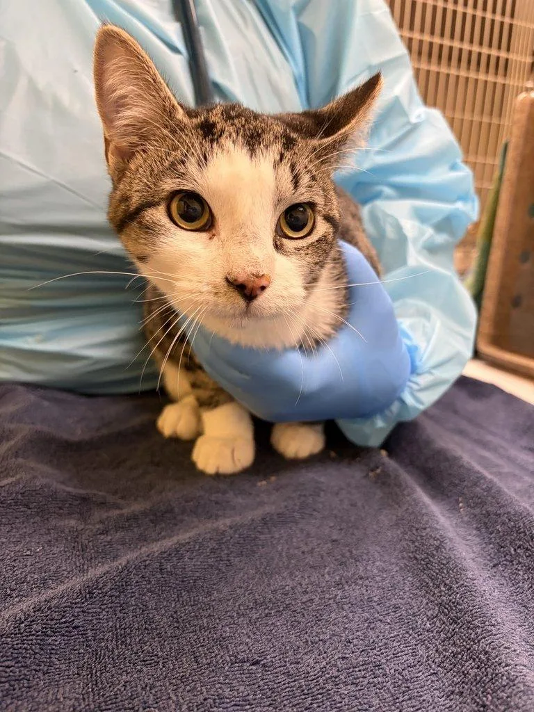 A baby small-sized male Tabby (Brown / Chocolate) Domestic Short Hair cat named Mo for adoption in Raleigh, NC