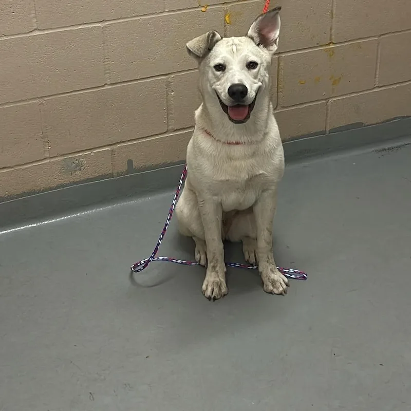 A young medium-sized female Siberian Husky dog named Goldie for adoption in Tacoma, WA