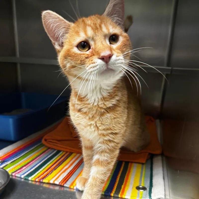 A young medium-sized male Orange / Red Domestic Short Hair cat named Broccoli for adoption in South Haven, MI