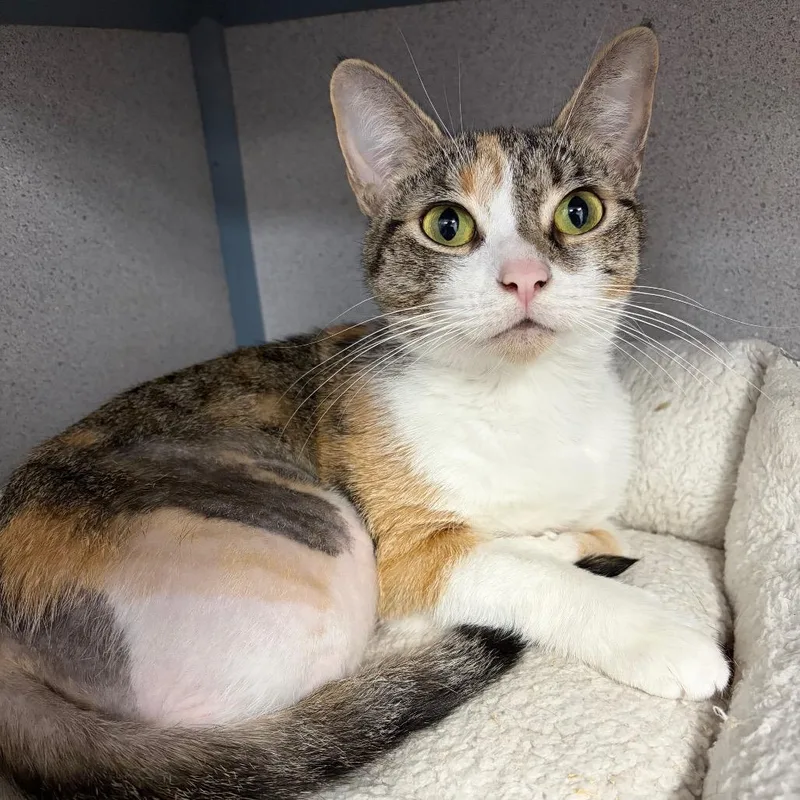 An adult medium-sized female Calico Domestic Short Hair cat named Lil' Bit for adoption in Grass Valley, CA
