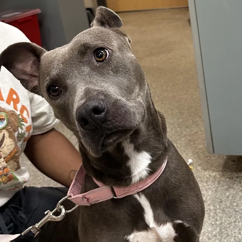 An adult medium-sized female Gray / Blue / Silver Mixed Breed dog named Ballerina for adoption in Jacksonville, FL
