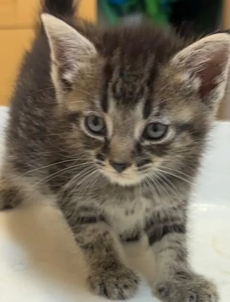 A baby small-sized male Domestic Short Hair cat named Rascal for adoption in Elizabethton, TN