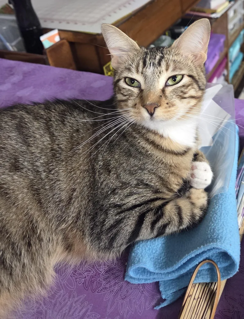 An adult medium-sized female Tabby (Buff / Tan / Fawn) Domestic Short Hair cat named Penny for adoption in Schertz, TX