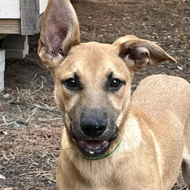 A baby medium-sized male Yellow / Tan / Blond / Fawn Mixed Breed dog named Raider for adoption in Magnolia, TX