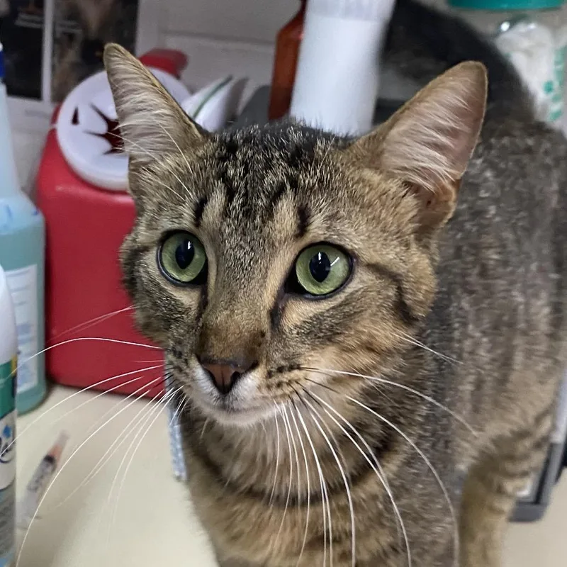 A young medium-sized male Brown / Chocolate Domestic Short Hair cat named Crawdad for adoption in Ardmore, OK