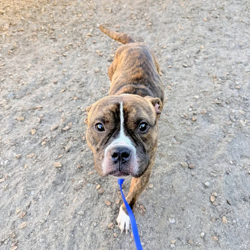 A young medium-sized male Pit Bull Terrier dog named Beau for adoption in Oakland, CA